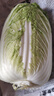 云南高原黄心娃娃菜大白菜新鲜蔬菜包心菜黄心白菜脆甜 新鲜娃娃菜3斤 实拍图