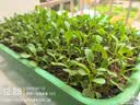 紫根韭菜根苗四季韭菜头紫红宽叶春季秋季室内盆栽韭菜苗现挖农家 紫根：韭菜根苗200棵 实拍图