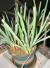 花盆绿植盆栽加厚塑料简约多肉小盆阳台客厅月季玫瑰大号家用花盆 矮款0.5加仑(口径10cm)2个盆 配套托盘 实拍图