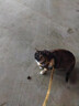 snowpaws猫咪牵引绳猫绳胸背带遛猫绳溜猫绳子背心宠物防挣脱逃脱背带链子 实拍图