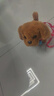 Honey Joy仿真毛绒儿童玩具会走路会叫电动小狗宠物狗拉布拉多棕色新年礼物 实拍图