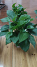特价绿萝盆栽室内客厅办公室吸甲醛净化空气水培植物绿植花卉好养 【1盆】绿萝+早安吸水盆 整体含盆高度20-25cm 实拍图