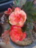 丽格海棠重瓣大花盆栽红玫瑰室内客厅阳台四季开净化空气好养花卉 红边黄心 丽格海棠带花苞 不含盆 实拍图