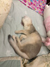 海昌美瞳日抛彩色隐形眼镜大小直径星眸本命色30片黑色系 轻茉黑325度 实拍图