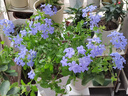 蓝雪花苗盆栽大苗带花苞阳台植物好养的花卉四季开花不断天竺葵鲜 蓝雪花30-35厘米左右高一盆（原盆土栽好） 实拍图