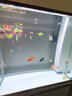 森森（SUNSUN）大型鱼缸底过滤水族箱客厅家用落地玻璃生态金鱼缸 【实时温显+灯控】珍珠白 0.8米长35cm宽 实拍图
