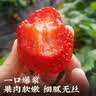 樱鲜多地次日达顺丰JD丹东99红颜香野奶油甜草莓新鲜水果年货送礼盒装 3盒 优选果【60枚】单果10-18g 实拍图