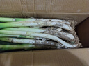 正宗山东大葱铁杆长葱好吃新鲜脆甜香章丘大葱葱头当季蔬菜可生吃 9斤【源头直采包邮】 实拍图