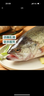 鲜活冲浪河鲈鱼400-500g/条 实拍图
