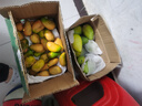 集南鲜 越南青玉芒果 芒果当季大青皮黄皮大芒果新鲜水果整箱 含箱10斤 单果250g起  净重9斤 实拍图