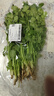 带根香菜100g 实拍图