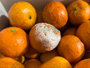 京鲜生 正宗广西砂糖橘礼盒净重4.5斤 单果35-55mm年货礼盒源头直发包邮 实拍图