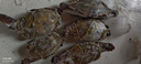 【冷冻】拾鲜生 梭子蟹活冻舟山特大螃蟹海鲜3斤梭子蟹5-7两/只 当季新蟹 源头直发包邮 实拍图