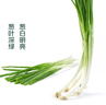 【一人食】香菜100g 实拍图