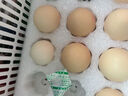 京鲜生柴鸡蛋30枚 3斤 无抗生素 谷物喂养鲜鸡蛋 源头直发 实拍图