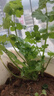 【随种随吃】调料菜种子组合春季四季易种耐热阳台盆栽通种蔬菜 小叶香菜种子1包约1000粒 一包约1000粒 实拍图