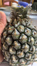 广东湛江徐闻菠萝 香水菠萝 热带水果 1个装大果 净重1.5-2斤 实拍图