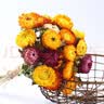 爱满干花 真花 云南麦杆菊花小雏菊天然风干花束摆设插花网红装饰摆件 麦秆菊彩色一束（60朵） 干树枝 实拍图
