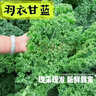 新鲜羽衣甘蓝生鲜蔬菜嫩叶甘兰芥蓝西餐沙拉榨汁减肥减脂直播间 羽衣甘蓝分享4斤净重 实拍图