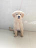 卡露诗（calus）宠物狗狗沐浴露成幼犬通用除臭洗澡液香波金毛专用定制520ml 实拍图