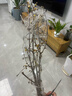 花翁鲜切花干枝年宵花卉水培植物 精选A级腊梅枝60cm5枝源头直发 实拍图