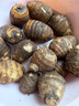 京鲜生&家美舒达 山东牛奶小芋头毛芋头5斤大果50g以上无泥沙净果出口级 实拍图