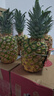 佳农 黑钻菠萝1粒装 菲律宾凤梨 净重2斤起 生鲜水果 源头直发 包邮 实拍图