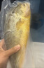 鲜享欢大黄鱼 深海舟山野化冰鲜特大黄花鱼礼盒装生鲜鱼类 舟山海鲜 2条装 1.7斤-2斤/条 实拍图