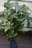 【八方来财】发财树鸭脚木盆栽四季常青桌面防辐射花卉盆景 八方来财20厘米4颗【原盆】 送肥料 实拍图