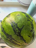 京鲜生 麒麟无籽西瓜 1粒装 净重7-9斤 生鲜水果 实拍图