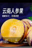 京鲜生 云南人参果 净重3斤装 单果80g起 生鲜年货水果 实拍图