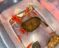 金鱼草金鱼观赏鱼冷水好养耐活小鱼苗锦鲤 2-4cm 红草金买5条送5条（加备损） 实拍图