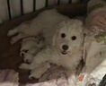 麦德氏IN犬猫高钙0乳糖绵羊奶粉300g/罐8倍乳铁蛋白幼犬猫羊奶粉狗狗 实拍图