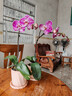 九千谷花盆创意欧式简约粉色小号2个装桌面阳台绿植盆栽花盆带拖盘4238 实拍图
