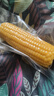 当季新货头茬东北黄甜糯玉米棒真空包装低脂黄糯大棒甜东北黏苞米 黑土地黄糯玉米【120-160克】1根 实拍图