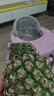 正宗海南金钻凤梨新鲜水果当季树上熟芒果凤梨【催熟食用】 1粒装单果500g-650g【7成熟，催熟再吃】 实拍图