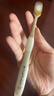 惠百施（EBISU）牙刷宽头柔软毛84孔清洁抗敏护龈孕妇1支装颜色随机 实拍图
