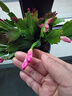 清仓处理花苞蟹爪兰花绿植盆栽室内大苗好阳台养耐活四季开花花卉 3个混色：20-30头【带花苞】+绿色塑料加仑盆 四季重复开花【耐寒】+送营养土 实拍图