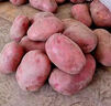 内蒙红皮大土豆新鲜黄心土豆现挖洋芋地蛋马铃薯粉面火锅批发 红皮土豆大果 1斤 【单果150g+】 实拍图