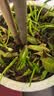 德沃多植物营养土通用10L园艺养花土种菜土壤盆栽种植土花卉有机基质土 实拍图