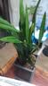 行湘兰花墨兰企黑绿植盆栽 企黑墨兰7-8苗+兰花塑料盆+底托 源头直发 实拍图