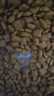 皇家幼猫奶糕 幼猫猫粮 BK34 通用粮 1-4月 2KG 实拍图