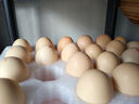 1号会员店One's Member叶黄素可生食标准鲜鸡蛋 20枚 单枚55g 源头直发 实拍图