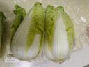 云南高原黄心娃娃菜大白菜新鲜蔬菜包心菜黄心白菜脆甜 新鲜娃娃菜1斤 实拍图