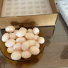 均鲜新鲜土鸽子蛋杂粮喂养农家特产白鸽蛋信鸽蛋孕妇宝宝年货节礼盒装 30枚610g左右精选鲜鸽蛋 实拍图