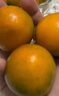 京鲜生 脆蜜金柑小糖豆 净重1斤 单果18g起 生鲜水果 实拍图