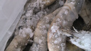 北海湾 虾 青岛大虾鲜活冷冻基围虾 虾类 海鲜水产生鲜白虾青虾海虾对虾 气冻大虾 3斤(净重)  16-18cm【单只冻 特大虾】 实拍图