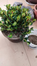 四季常青金鱼花吊兰盆栽室内绿植花卉多肉植物发财树好养易活客厅 金鱼吊兰21-29棵+白螺纹盆 实拍图