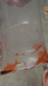 金鱼草金鱼观赏鱼冷水好养耐活小鱼苗锦鲤 5-7cm 红草金买1条送1条（加备损） 实拍图