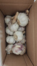 精品金乡紫皮大蒜新鲜干蒜大蒜头蔬菜调料调味大果4.5-5cm 精品大蒜1斤装 实拍图